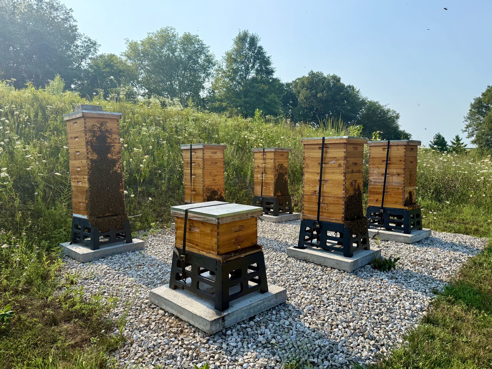 The six hives on gravel pads, bees bearding on the fronts, wildflowers and trees behind