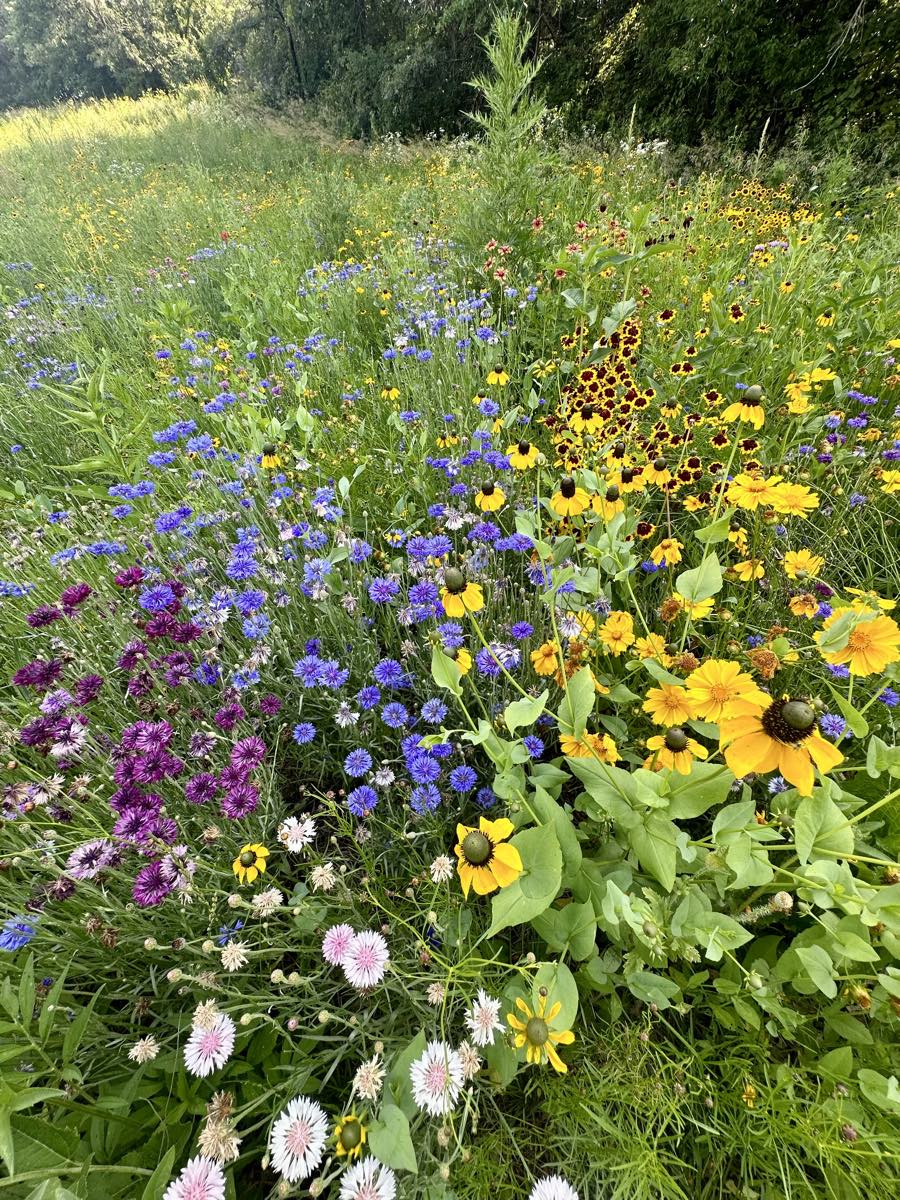 Dense wildflowers: cornflowers, coreopsis, black-eyed susans and bachelor's buttons