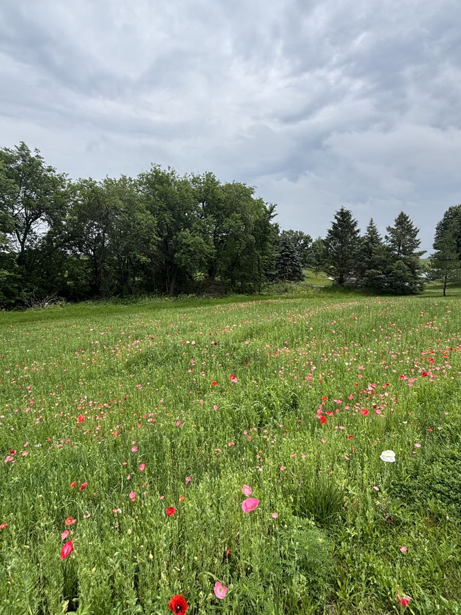A field of poppies running back to a treeline under a grey sky